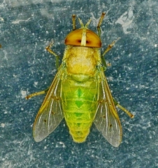 Chlorotabanus crepuscularis