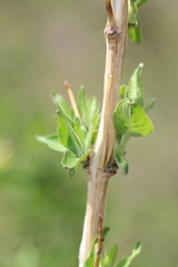 Anisacanthus pumilus