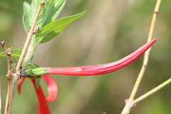 Anisacanthus pumilus