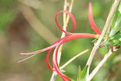 Anisacanthus pumilus