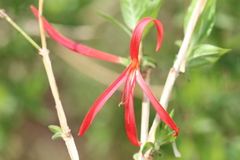 Anisacanthus pumilus