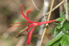 Anisacanthus pumilus