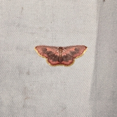 Lophosis labeculata