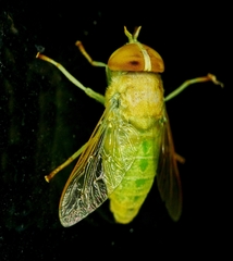 Chlorotabanus crepuscularis
