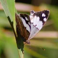 Eunica eburnea