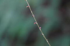 Persicaria filiformis