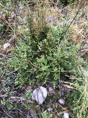 Eucryphia milliganii
