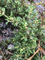 Eucryphia milliganii