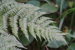 Dryopteris erythrosora