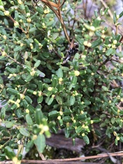 Eucryphia milliganii