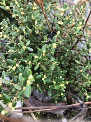 Eucryphia milliganii