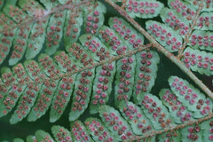 Dryopteris erythrosora