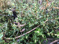 Eucryphia milliganii