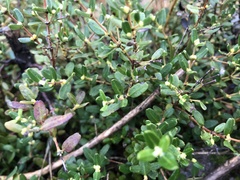 Eucryphia milliganii