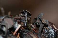 Banksiamyces macrocarpus