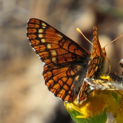 Euphydryas anicia capella
