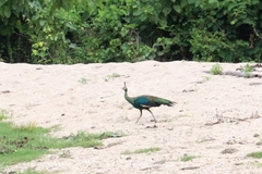 Pavo muticus