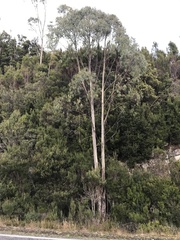 Eucalyptus nitida