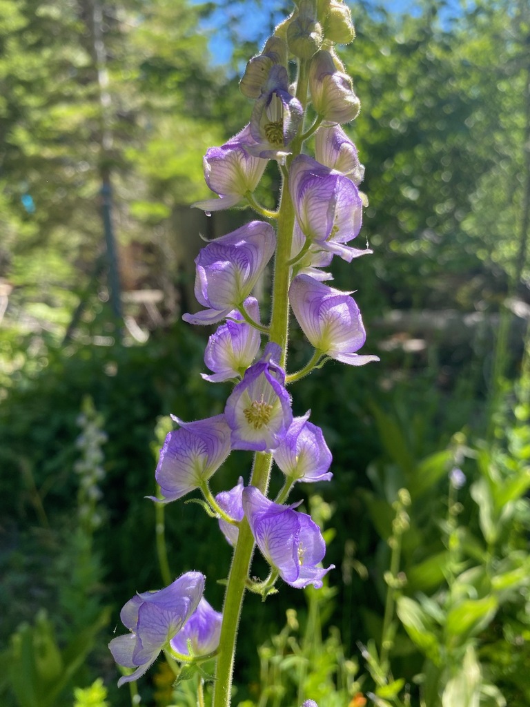 Columbian Monkshood from El Dorado County, CA, USA on July 6, 2022 at
