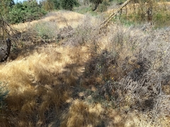 Centaurea solstitialis