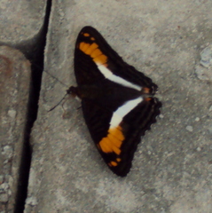 Adelpha malea
