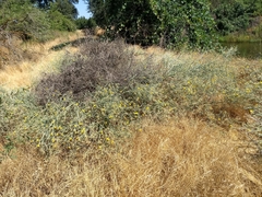 Centaurea solstitialis