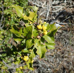 Berberis dictyota
