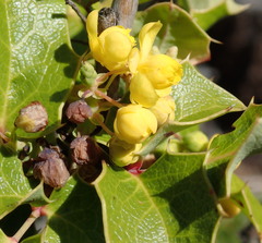 Berberis dictyota
