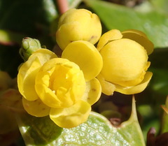 Berberis dictyota