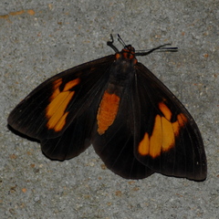 Brassolis astyra