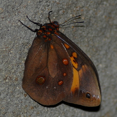 Brassolis astyra