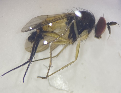 Rhaphium wheeleri
