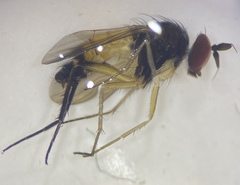 Rhaphium