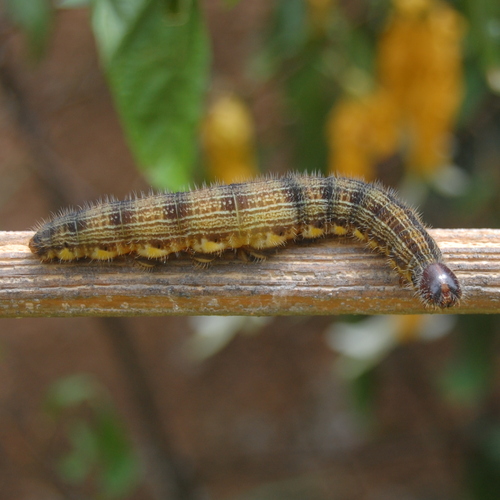 Brassolis astyra