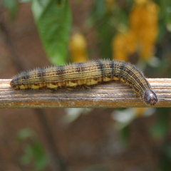 Brassolis astyra