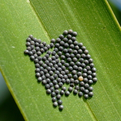 Brassolis astyra