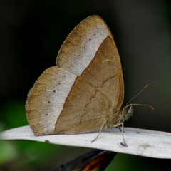 Capronnieria galesus