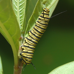 Danaus erippus
