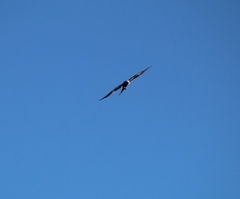 Ictinia mississippiensis