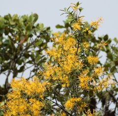 Gaiadendron punctatum