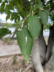 Ulmus parvifolia