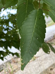 Ulmus parvifolia