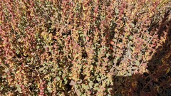 Scutellaria tomentosa