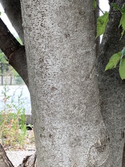 Ulmus parvifolia