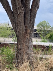 Ulmus parvifolia
