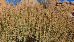 Scutellaria tomentosa