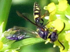 Sapyga louisi
