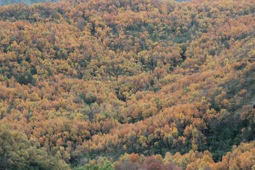 Image of Nothofagus glauca by (c) Cesar Ormazabal, some rights reserved (CC BY)