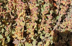 Scutellaria tomentosa