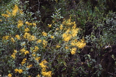 Gaiadendron punctatum